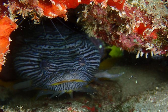SPECIAL!! 2 Tank Wreck & Drift Reef dives - The Crew and the Small-Group Advantage at Aqua Adventures