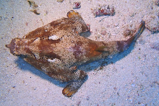 SPECIAL!! 2 Tank Wreck & Drift Reef dives - Price and Value: Is $125 a Good Deal?