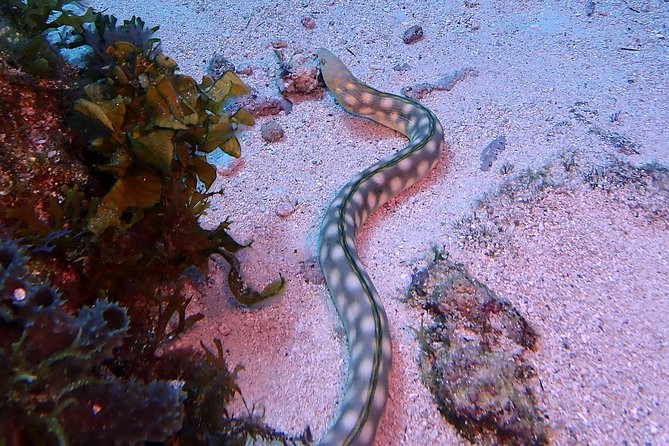 SPECIAL!! 2 Tank Wreck & Drift Reef dives - Best Moments on This Day (So You Know What to Aim For)