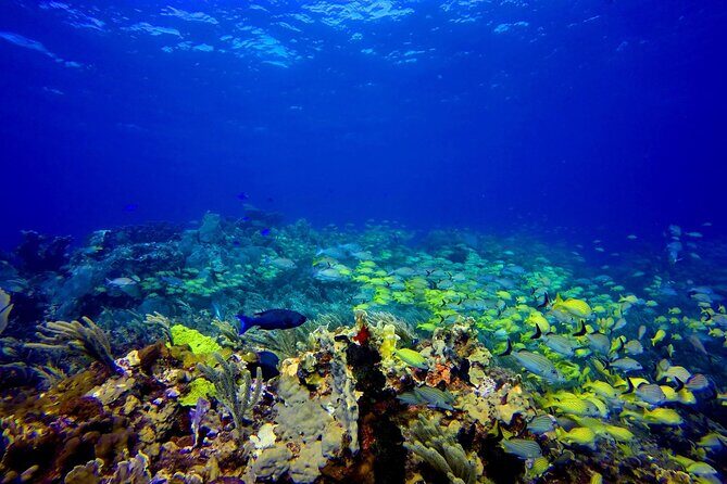 SPECIAL! Snorkel at MUSA - The Underwater Museum Reservation - Key Snorkel Highlights You’ll Actually Care About