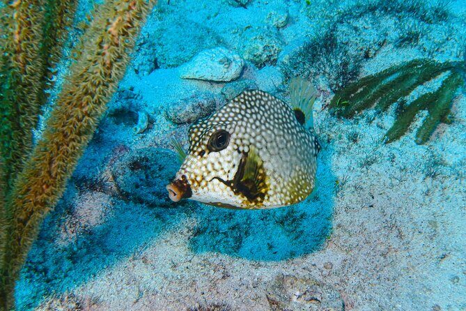 SPECIAL! Snorkel at MUSA - The Underwater Museum Reservation - Why This MUSA and Manchones Combo Works on Isla Mujeres