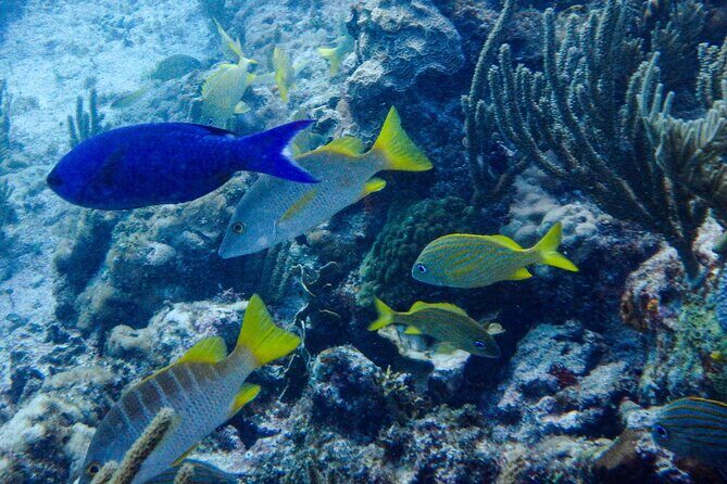 SPECIAL! Snorkel at MUSA - The Underwater Museum Reservation - The Marine Park Boat Ride: What to Expect Before You Hit the Water
