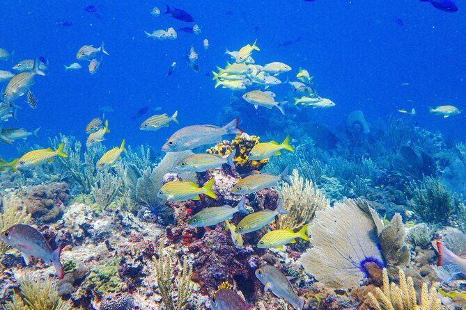 SPECIAL! Snorkel at MUSA - The Underwater Museum Reservation - Stop One: Snorkeling the Underwater Museum (MUSA) Without Rushing