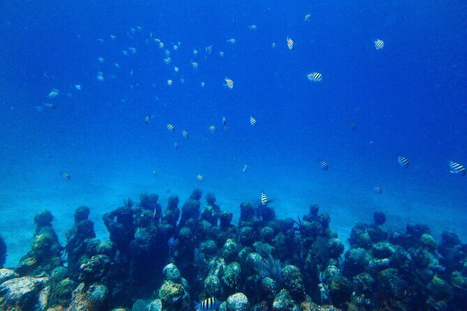 SPECIAL! Snorkel at MUSA - The Underwater Museum Reservation - Safety and Comfort: Lifejackets, Timing, and Getting In/Out