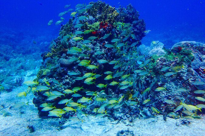 SPECIAL! Snorkel at MUSA - The Underwater Museum Reservation - Price and Value: What $55 Actually Buys You