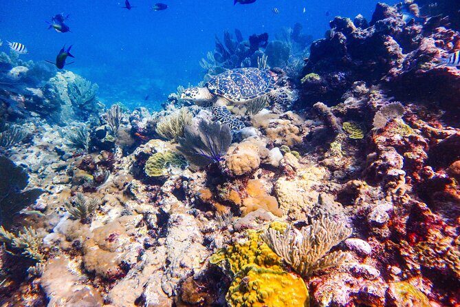 SPECIAL! Snorkel at MUSA - The Underwater Museum Reservation - Who This Tour Fits Best (And Who Should Think Twice)