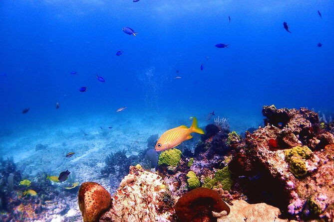 SPECIAL! Snorkel at MUSA - The Underwater Museum Reservation - Meeting at Aqua Adventures in Centro: Get Oriented Fast