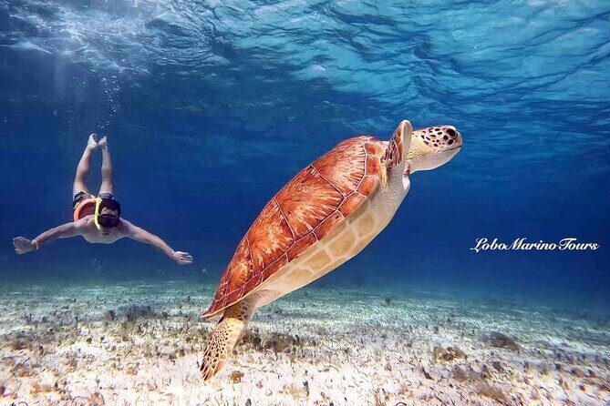 Star and Turtle Sanctuary Snorkeling Tour in Cozumel - Key Highlights at a Glance