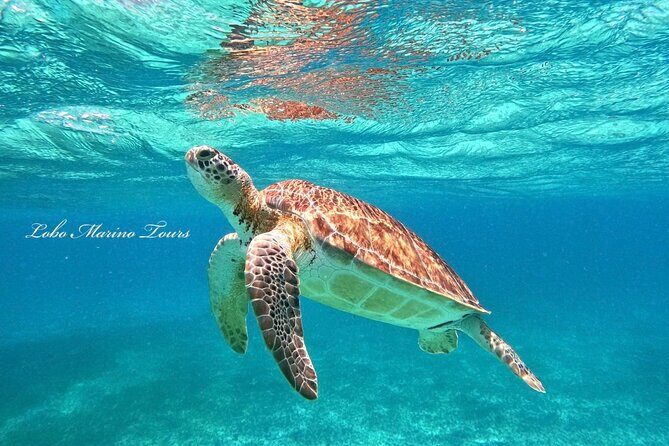 Star and Turtle Sanctuary Snorkeling Tour in Cozumel - Getting There: Where the Tour Starts in San Miguel