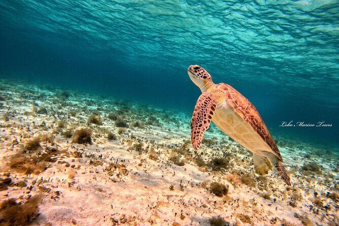 Star and Turtle Sanctuary Snorkeling Tour in Cozumel - Stop Two: Turtle Sanctuary Time
