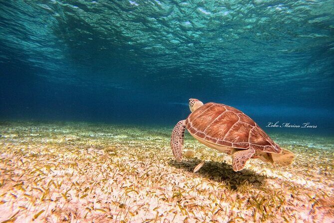 Star and Turtle Sanctuary Snorkeling Tour in Cozumel - Stop Four: El Cielo Sky Resting Point (Heaven-Style Sea Spotting)