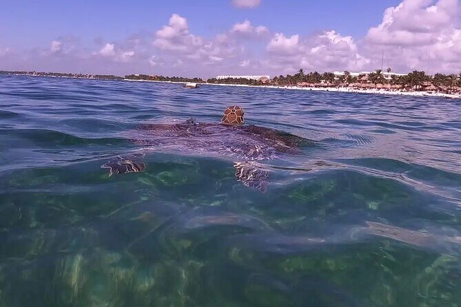 Swim with akumal turtles - Gear and Beach Comfort That Actually Help