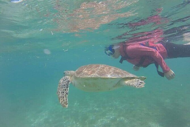 Swim with akumal turtles - The Turtle-Finding Skill: Guides Named in Reviews