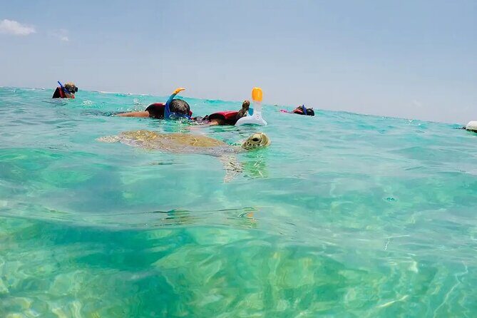 Swim with akumal turtles - Photos and Videos: Worth It if You Want a Keep-Sake