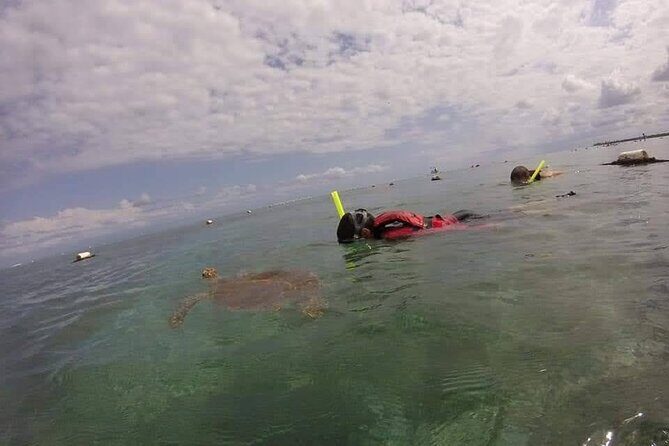 Swim with akumal turtles - Price and Value: Is $37 a Smart Use of Your Day?