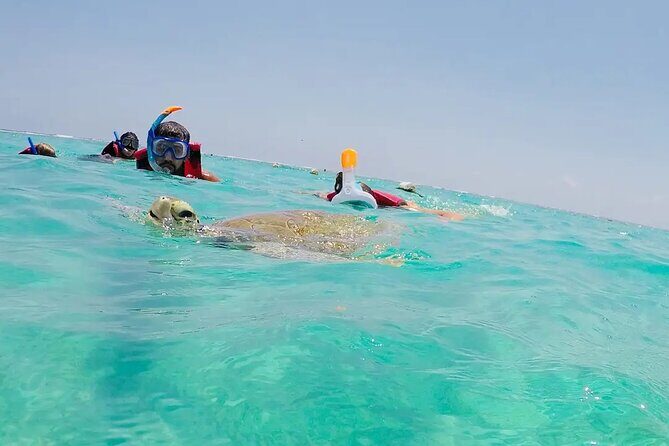 Swim with akumal turtles - Who Should Book This Turtle Swim