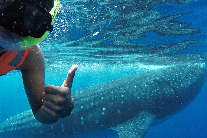 Swim with the Whale Shark on Holbox Island - Key things to know before you go