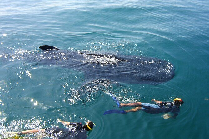 Swim with the Whale Shark on Holbox Island - Isla Blanca Whale Sharks: Two Swimmers, Guided Turns