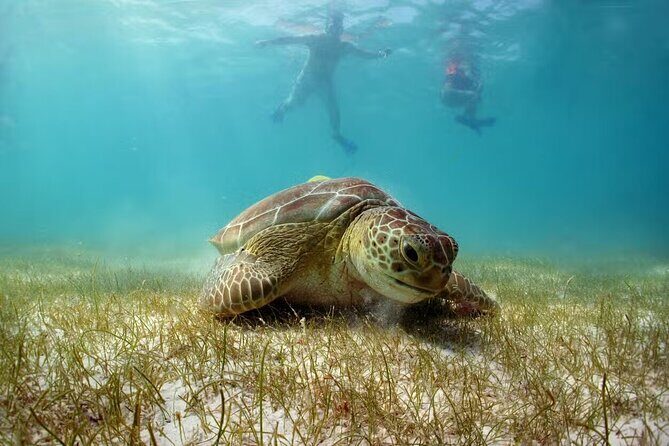 Swim with Turtles in Akumal, Cenote and Tulum Ruins Tour - Key things to know before you go