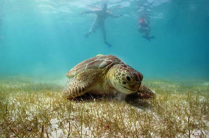 Swim with Turtles in Akumal, Cenote and Tulum Ruins Tour - Practical tips that make the day smoother