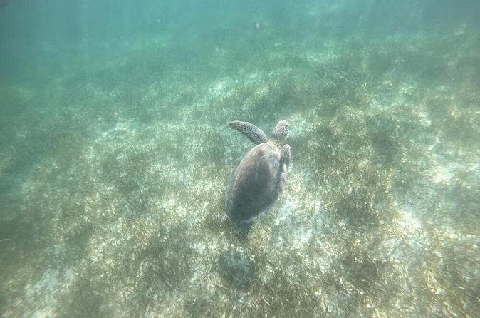 Swim with Turtles in Akumal, Cenote and Tulum Ruins Tour - Who should book this Akumal–Cenote–Tulum combo