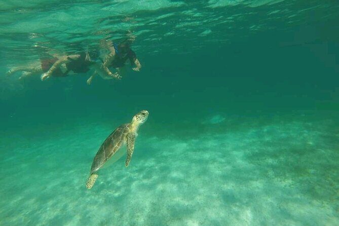 Swim with turtles + snorkelling + archaeological zone of Tulúm + cenote - The big picture: a private 3-part day with real downtime