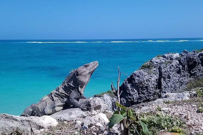 Swim with turtles + snorkelling + archaeological zone of Tulúm + cenote - Price and logistics: what you’re really paying for at $357.15
