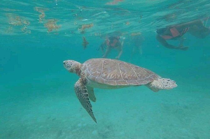 Swim with turtles + snorkelling + archaeological zone of Tulúm + cenote - What to expect from guides and the chance to get more than entry
