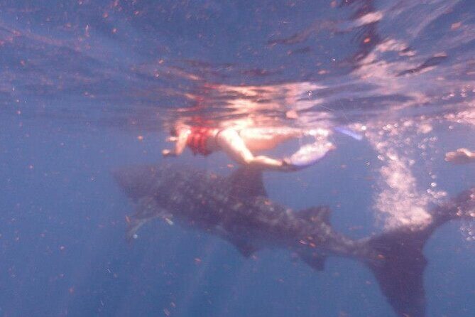 Swim with Whale Shark from Isla Mujeres and Cancun - The Swim Plan: How You Get Into the Water (and Why It Works)