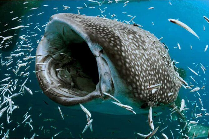 Swim with Whale Shark from Isla Mujeres and Cancun - Reef Snorkeling on the Way Back: A Nice Bonus Stop