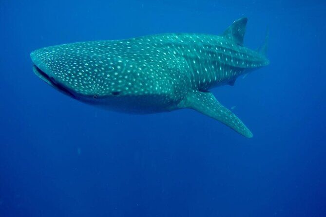 Swim with Whale Shark from Isla Mujeres and Cancun - North Beach Ceviche With El Capitan: The Best Kind of Finish