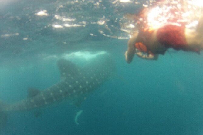 Swim with Whale Shark from Isla Mujeres and Cancun - Price and Value: Why This Costs What It Costs
