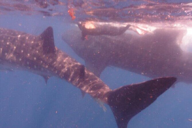 Swim with Whale Shark from Isla Mujeres and Cancun - Boat Comfort Tips That Actually Help