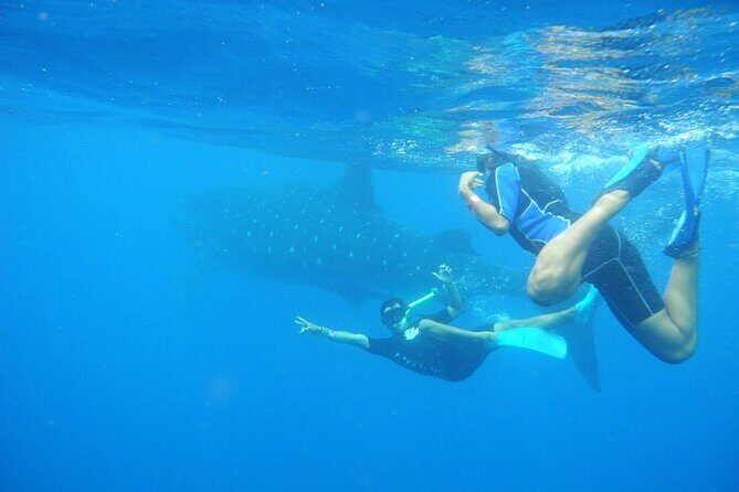 Swim with Whale Shark from Isla Mujeres and Cancun - Group Size and How That Affects Your Experience