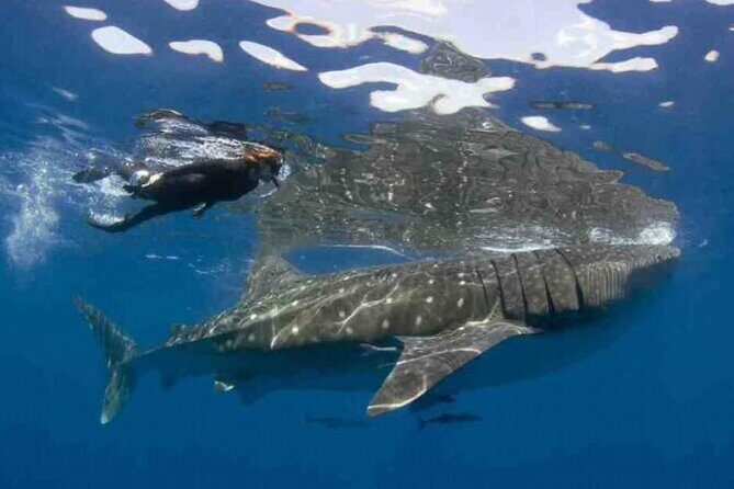 Swim with Whale Shark from Isla Mujeres and Cancun - Food and Drinks on a Whale Shark Day (What You Actually Get)