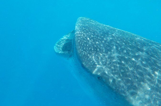 Swim with whale sharks on a private tour - Cabo Catoche cuevones snorkeling: what you might see