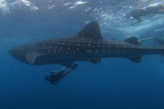 Swim with whale sharks on a private tour - Santa Paula: legs, a swim, and a final reset