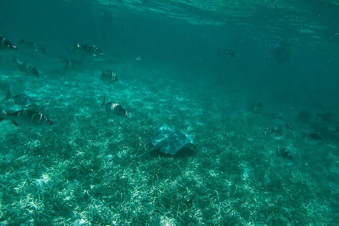 The Best Speedboat Tour In Cancun through Nichupte Lagoon, Snorkel included. - Stop in Laguna Nichupté: How to Read the Views