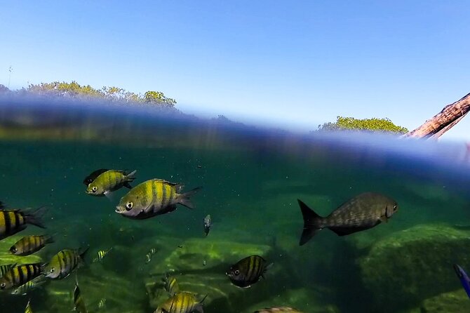 The great snorkeling adventure at the Riviera Maya private tour - Who should book this Riviera Maya private tour