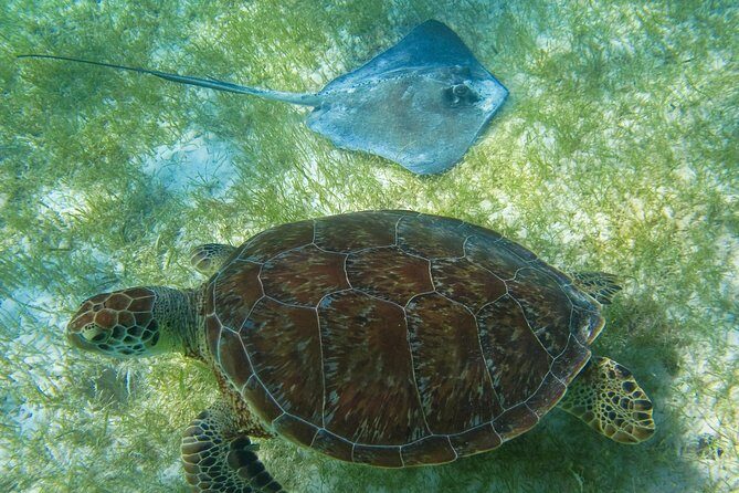 Tortugas & Cenotes Snorkel With Turtles Tour - Reef snorkeling for turtles: Akumal or the Tulum zone