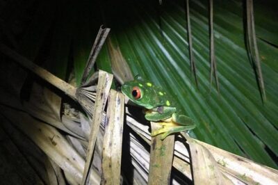 Tour Herpetologico - La Ruta de los Cenotes: what the walk is really like