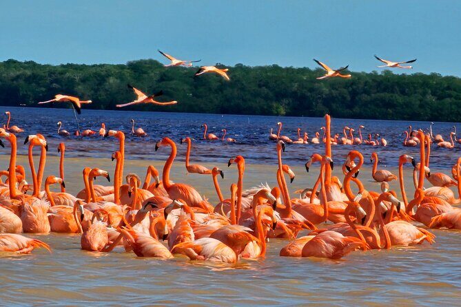 Tour to Celestún with View of Flamencos and Beach Club - Key Things I’d Pay Attention To