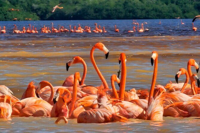 Tour to Celestún with View of Flamencos and Beach Club - A Day That Mixes Wildlife Time and Beach Club Calm