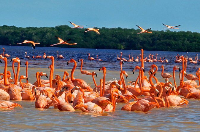 Tour to Celestún with View of Flamencos and Beach Club - How to Get Better Flamingo Sightings (Without Overthinking It)