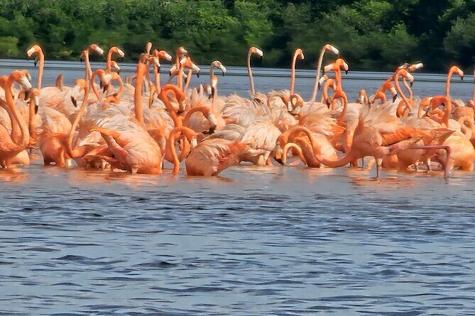 Tour to Celestún with View of Flamencos and Beach Club - Who This Trip Suits Best (And Who Should Think Twice)