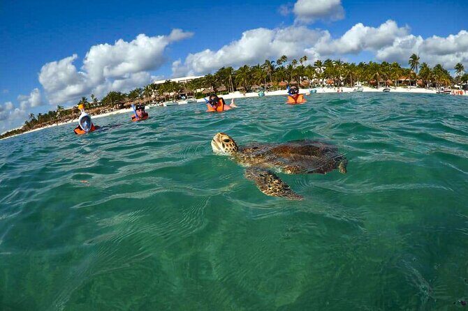 Tour to swim with turtles - Why Akumal’s Turtle Habitat Works So Well