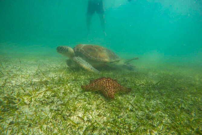 Tour to swim with turtles - What You’ll Actually See: Turtles, Fish, Corals, and Possible Extras