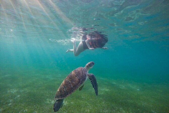 Tour to swim with turtles - Entering the Water With Confidence: Gear, Timing, and the Snorkel Lesson