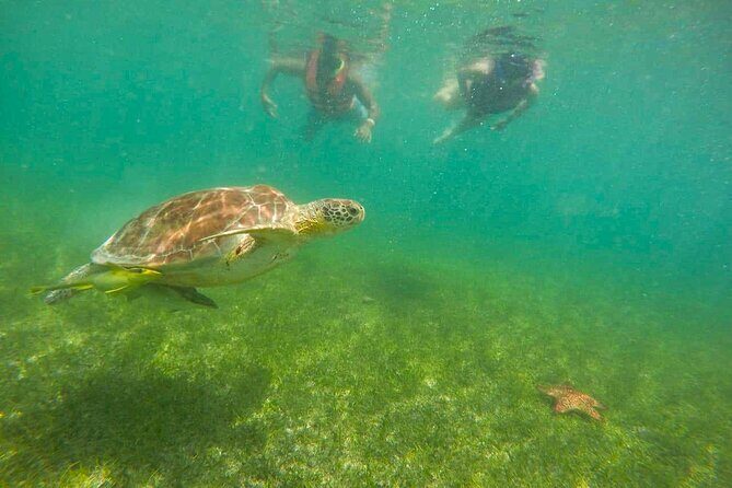 Tour to swim with turtles - Who This Turtle Swim Suits Best (and Who Should Rethink It)