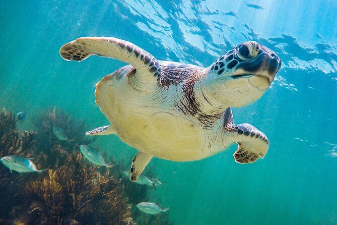 Tour to Tulum and Cenote Swimming with Turtles from Tulum - From Starbucks Tulum to Turtle Time: How the Day Flows